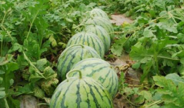 网红吃瓜爆料平台有哪些,揭秘娱乐圈幕后真相